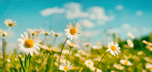 Fototapeta Naklejka Na Ścianę i Meble -  Bright beautiful wildflowers of chamomile in meadow on bright sunny day against blue sky with clouds, close-up. Summer colorful natural flower background.