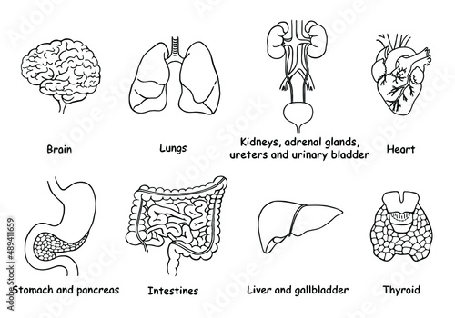 Set of hand drawn human organs with inscriptions: brain, heart, lungs, urinary system, stomach, pancreas, intestines, liver, gallbladder, thyroid. Black lines isolated on white background. 