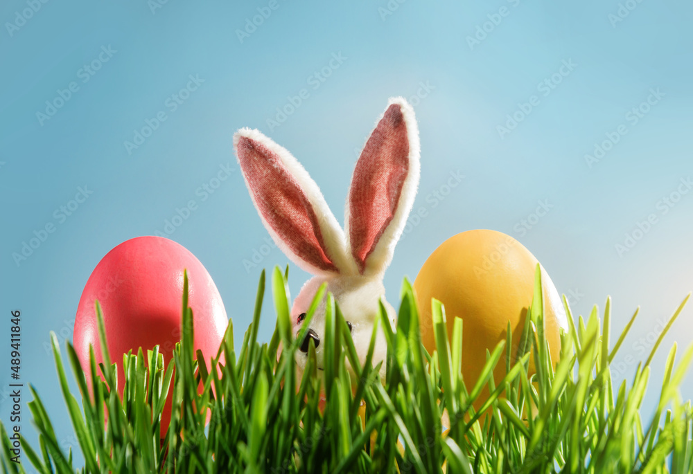 Fototapeta premium easter bunny and painted eggs in the grass on a blue background with copy space.