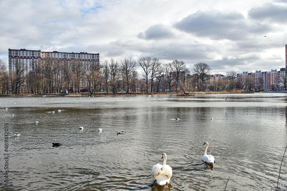 Obraz premium Kaliningrad swans swim on a summer lake.