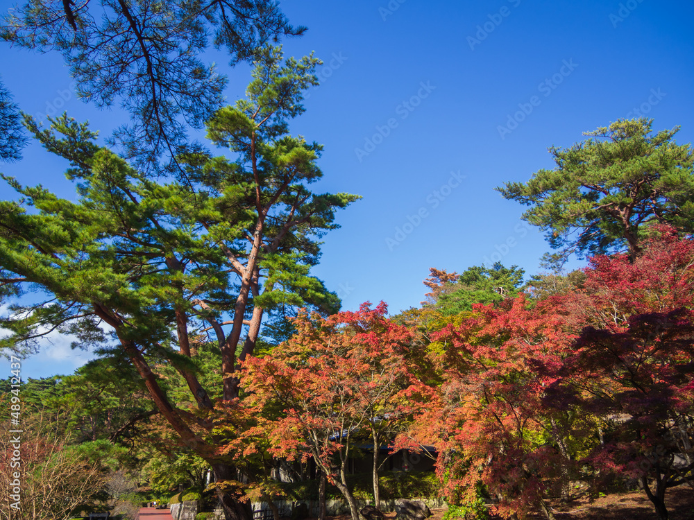 秋の日本庭園の松と紅葉