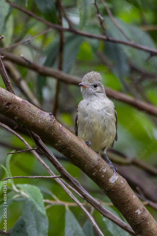 The yellow-bellied elaenia perched on a tree branch. It is a small bird of the tyrant flycatcher. Species Elaenia flavogaster. Animal life. Birdwatcher. birding. The yellow-bellied elaenia perched on a tree branch. It is a small bird of the tyrant flycatcher. Species Elaenia flavogaster. Animal life. Birdwatcher. birding.
