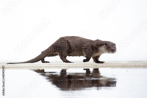 A river otter runs along the river bank. Reflection in water.  Lutra vulgaris.  White snow background. The otter is a mustelid family.