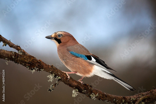 Принти на полотні A jay is sitting on a branch with moss