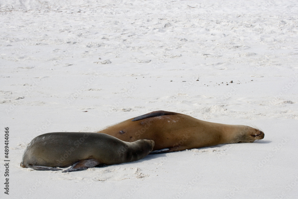Fototapeta premium Galapagos Sea lion ( Zalophus wollebacki ) on a beach at Gardner Bay, Galapagos, Ecuador