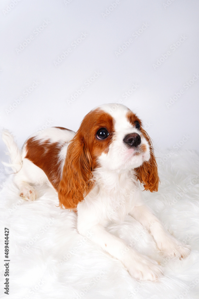 Funny portrait of a white dog with orange spots on a light background. A little King Charles spaniel puppy is lying on a white fur rug, looking into the ver. Vertical photo