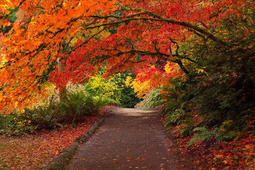 Lush, vibrant fall colors in Washington Park Arboretum in Seattle
