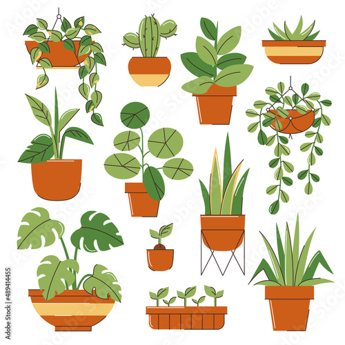 Urban jungle, fashionable house plants, planters with flowers, tropical leaves.