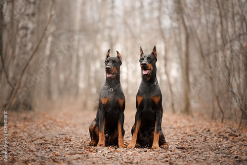 Fotografía Two sitting dobermans in the autumn forest