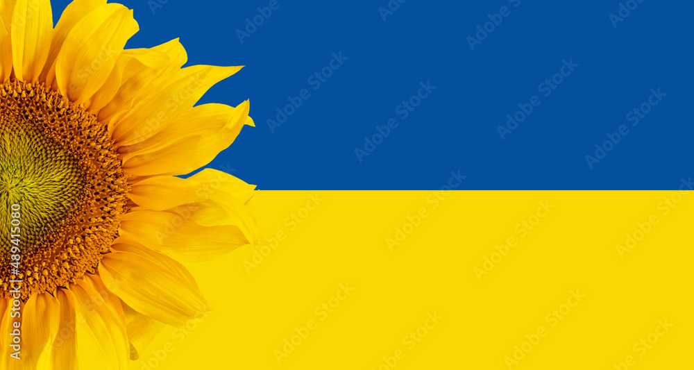 Ukraina, słoneczniki to symbol Ukrainy - obrazy, fototapety, plakaty 