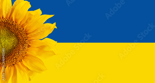 Ukraina, słoneczniki to symbol Ukrainy photo