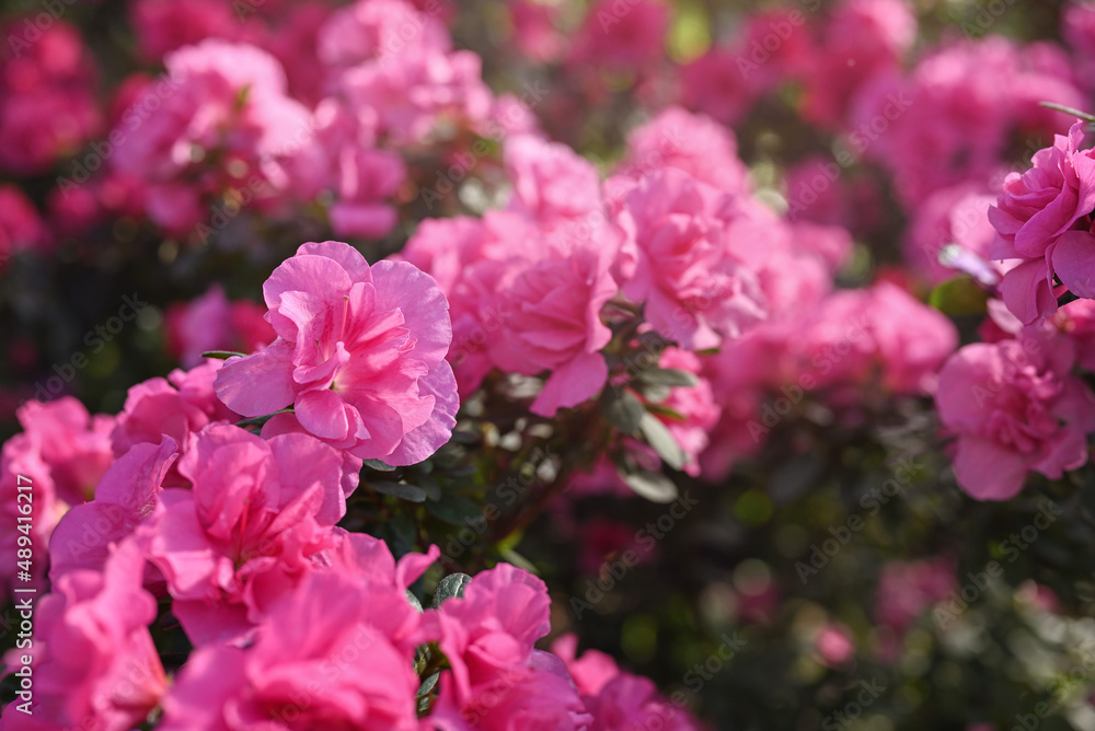 Spring or summer floral background. Pink azalea flowers in full bloom. Close-up, selective focus, shallow depth of field. Spring or summer floral background. Pink azalea flowers in full bloom. Close-up, selective focus, shallow depth of field.