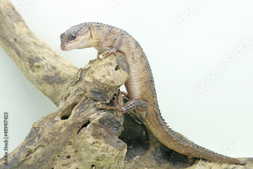 A Sulawesi spiny water skink (Tripidophorus apulus) is sunbathing on dry wood. photo