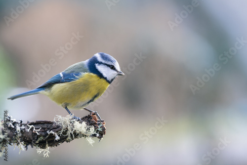 Blue tit (Cyanistes caeruleus) perched on a branch with lichen photo