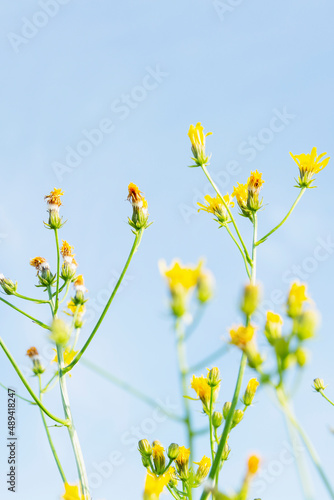 Fototapeta Naklejka Na Ścianę i Meble -  Small yellow wildflowers against a blue sky. Magnificent nature. Vertical.