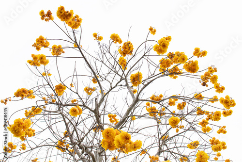Bright Yellow Flowers in Summer,  Yellow silk, Cotton tree, Butter-Cup (Double), Torchwood