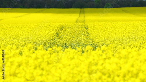 A field of blooming rape