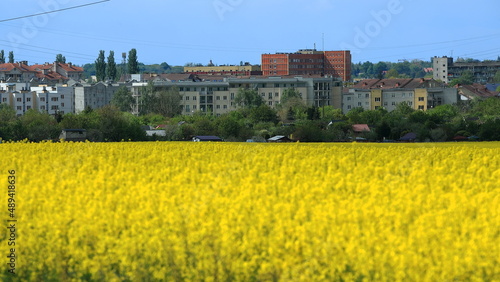 A field of flowering rapeseed against the background of the city
