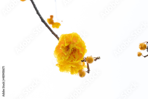 Bright Yellow Flowers in Summer, Yellow silk, Cotton tree, Butter-Cup (Double), Torchwood