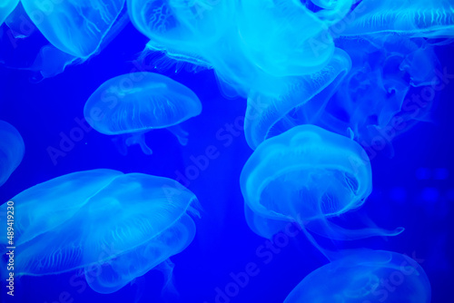 Many jellyfish swimming in the water and colorful lights. © TEEREXZ