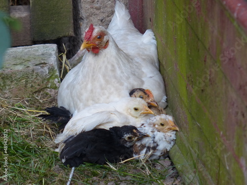 the hen that protects its chicks