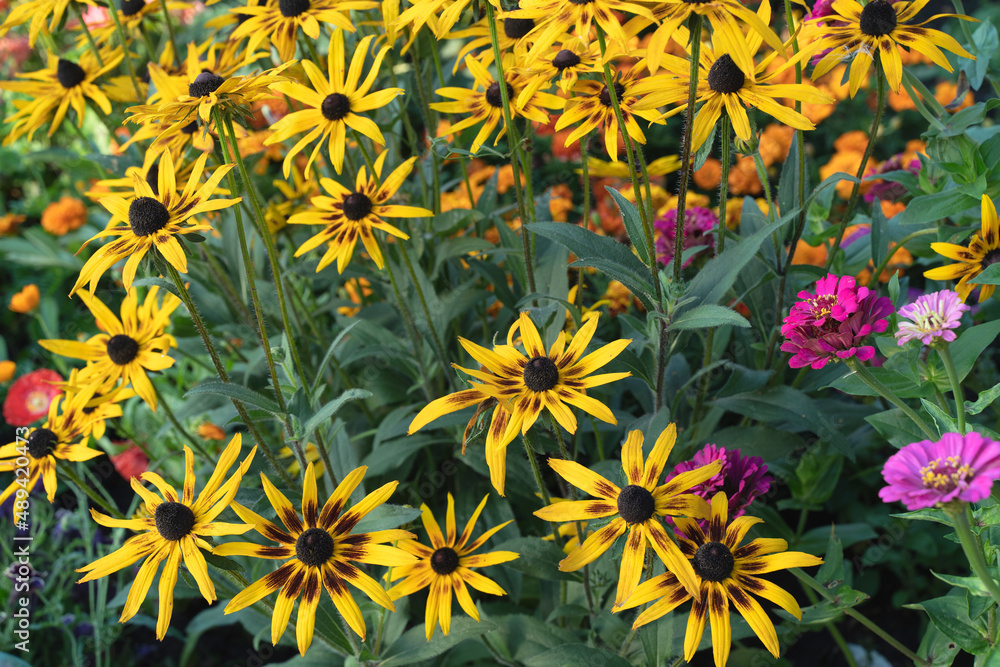 Rudbeckia Perennial is a bright flower of the family of composite asteraceae, which has a resemblance to chamomile Rudbeckia Perennial is a bright flower of the family of composite asteraceae, which has a resemblance to chamomile