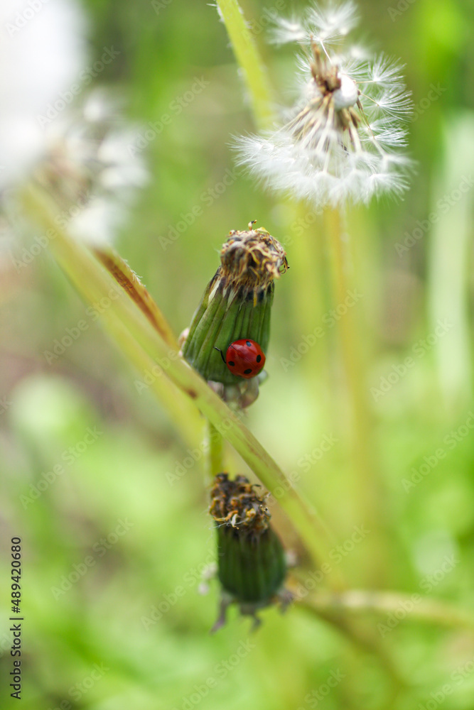 Closeup of a ladybug on faded dandelion with another blooming flowers with white seeds. An insect on a plant. Summer season garden. Natural outdoor background Closeup of a ladybug on faded dandelion with another blooming flowers with white seeds. An insect on a plant. Summer season garden. Natural outdoor background