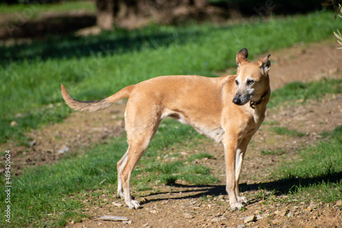 Beautiful lurcher running dog with traditional wide leather collar, walking in the country. © micknevis