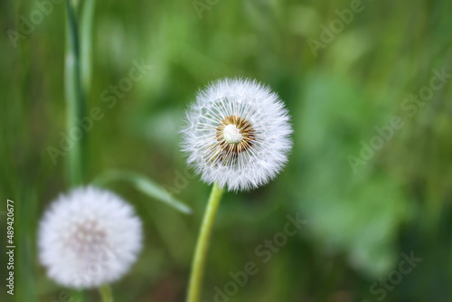 Closeup of fluffy dandelion flower witn half of missing seeds on a green grass background. Summer season outdoor. Nature  flora  botany