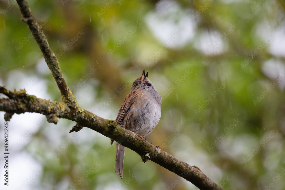 OIseau sur un arbre qui essaie d'attraper des gouttes de pluie. Accenteur mouchet OIseau sur un arbre qui essaie d'attraper des gouttes de pluie. Accenteur mouchet