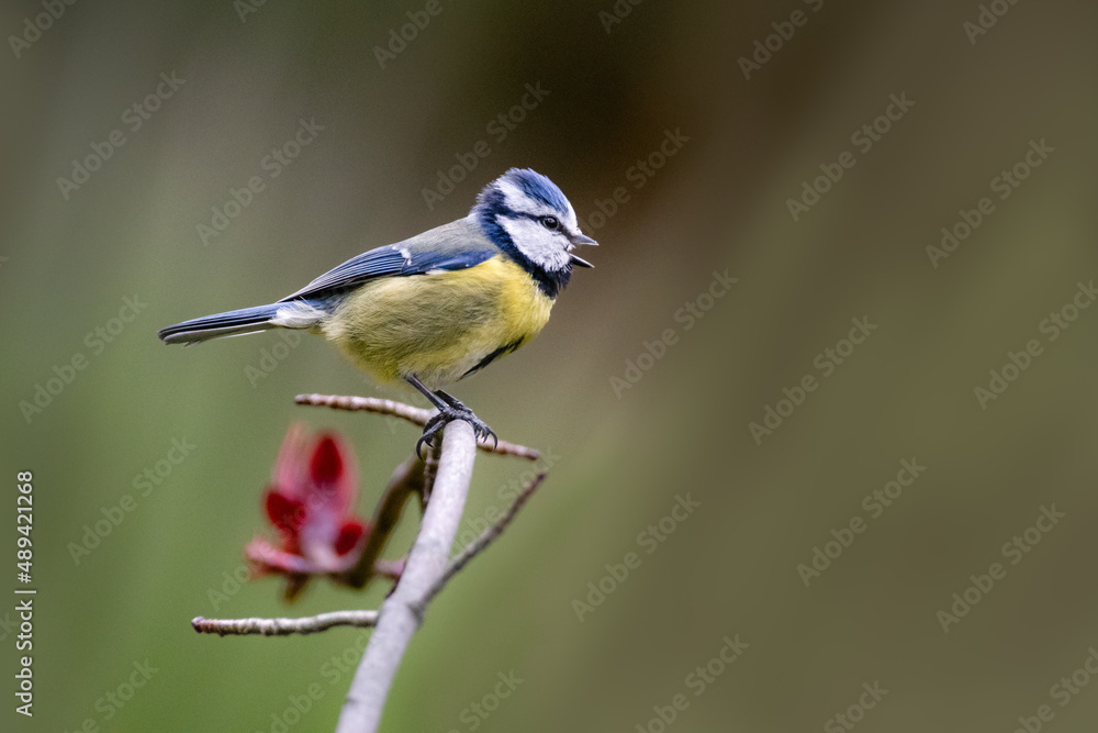 Fototapeta premium Oiseau sur branche, mésange bleue bec ouvert 