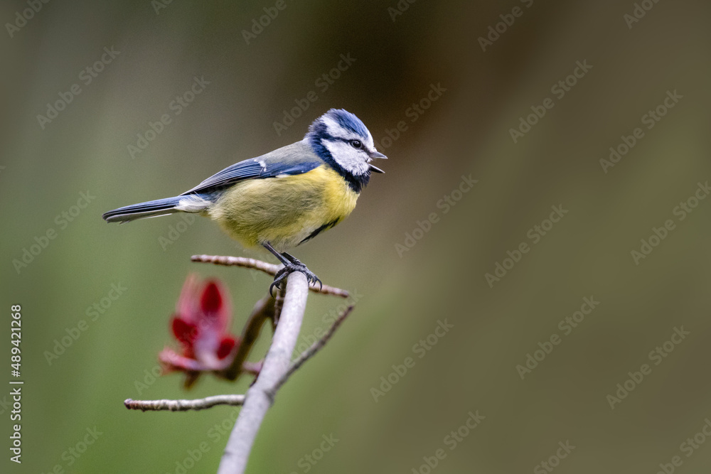 Naklejka premium Oiseau sur branche, mésange bleue bec ouvert 