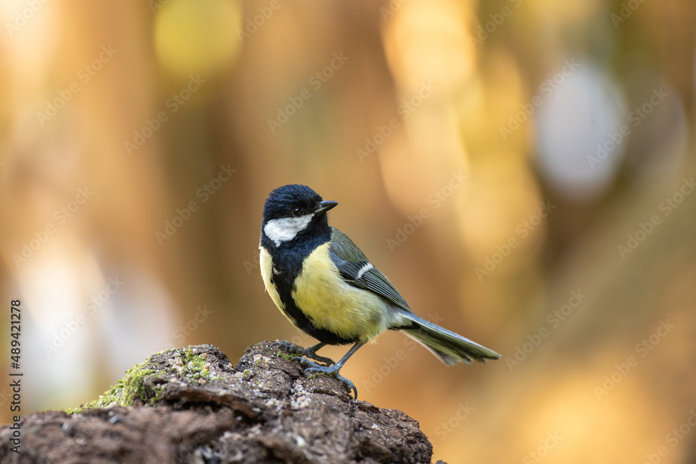 Obraz premium Oiseau Parus major sur morceau de bois à l'extérieur