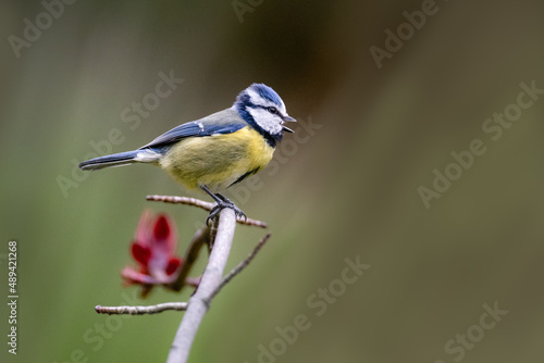 Oiseau sur branche, mésange bleue bec ouvert  © Thierry