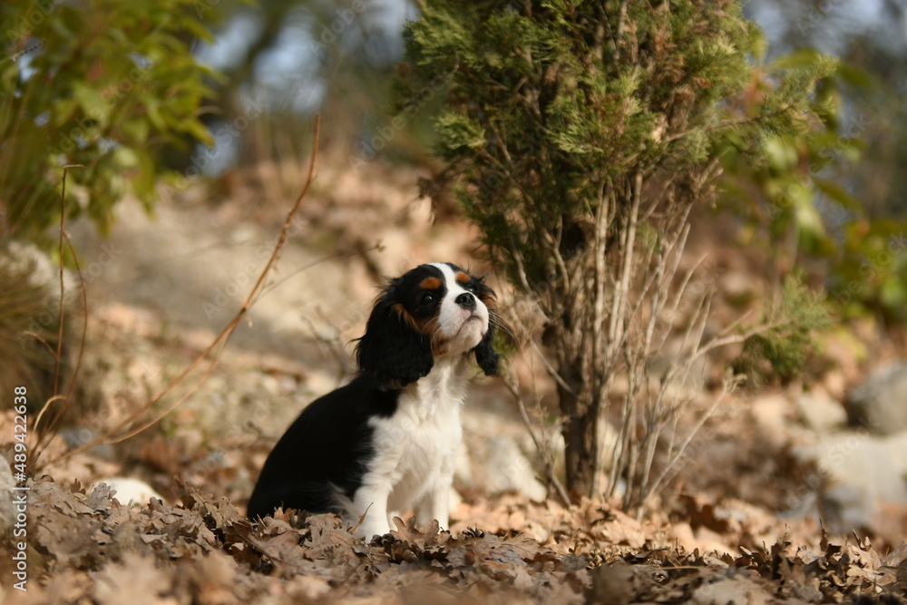 Portrait d'un chien race cavalier king charles dans la nature Portrait d'un chien race cavalier king charles dans la nature