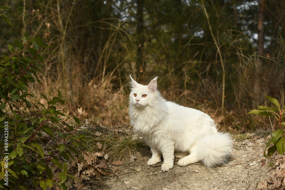 Chat blanc race rare maine coon dans la nature