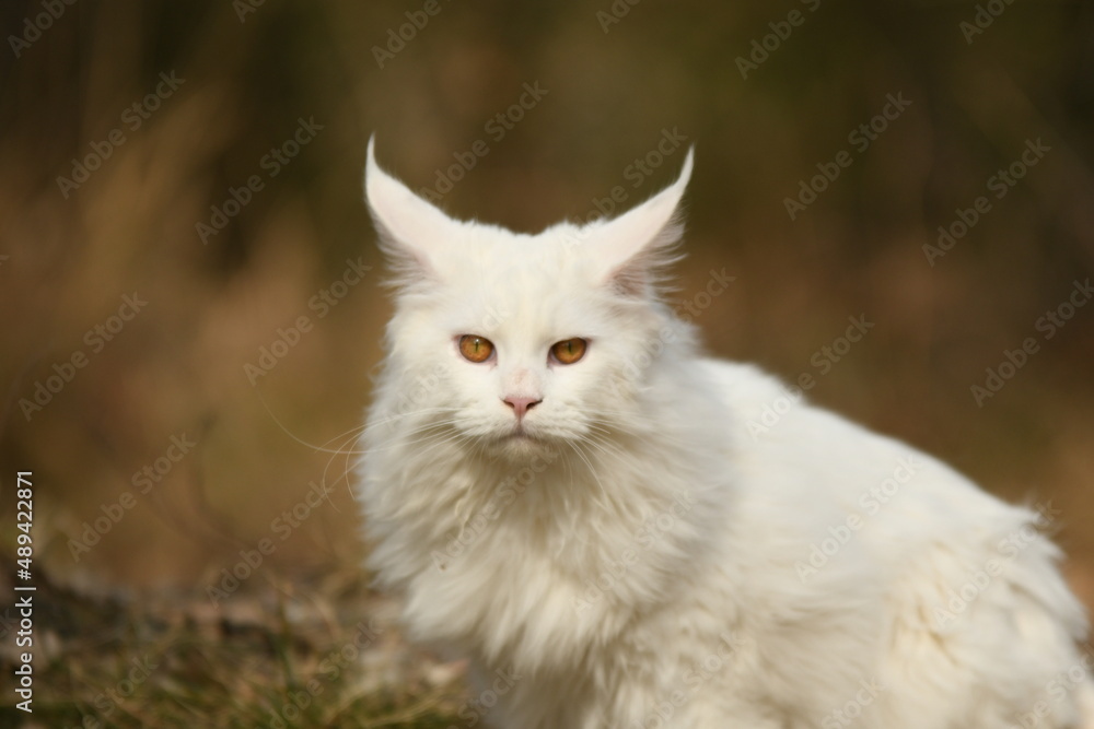 Chat blanc race rare maine coon dans la nature