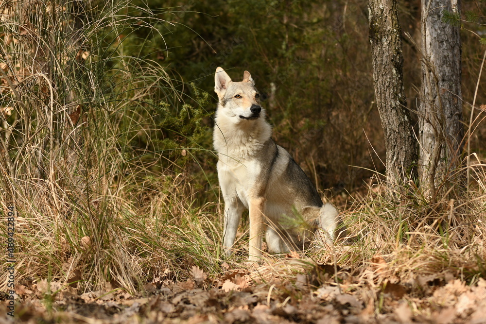 portrait chien loup tchécoslovaque dans la forêt 