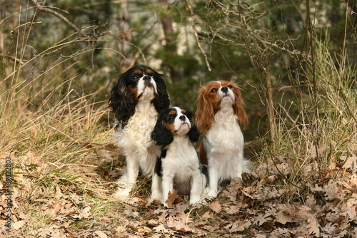 Portrait de famille de chien cavalier king charles