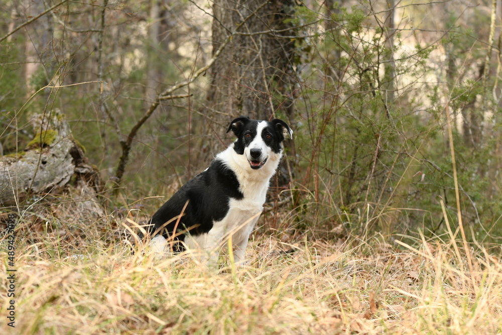 Chien de race border collie dans la nature Chien de race border collie dans la nature