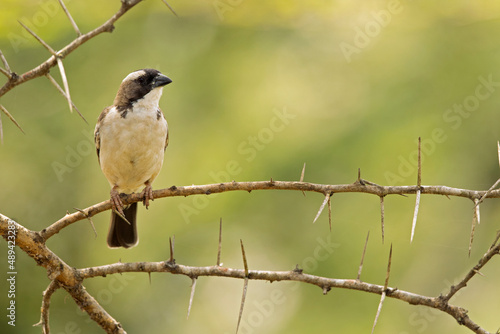 A white-browed sparrow-weaver (Plocepasser mahali) perched on a branch of a tree.