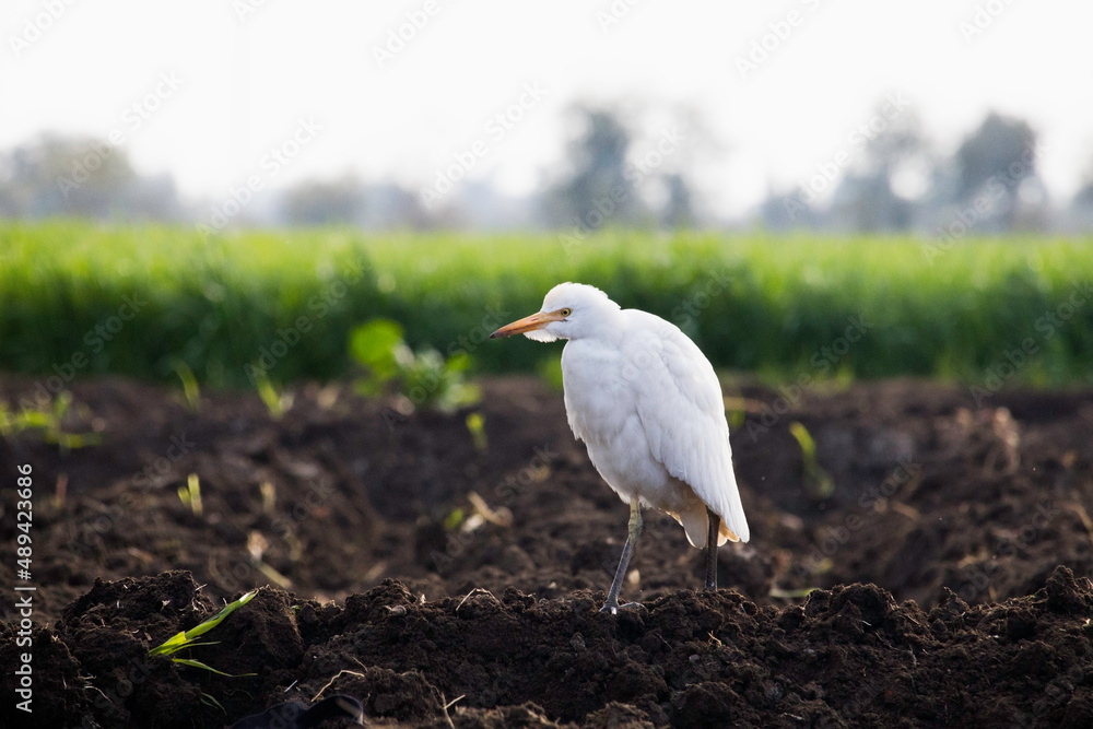 Obraz premium great white egret