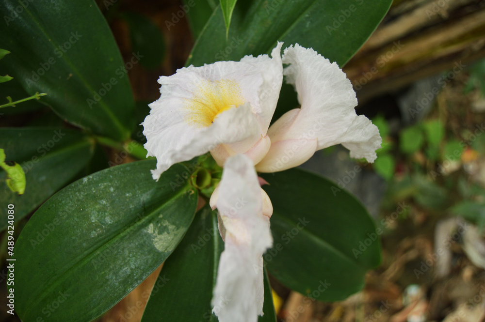 Fototapeta premium Costus speciosus plant that produces beautiful flowers. shot of garden photos in low light.