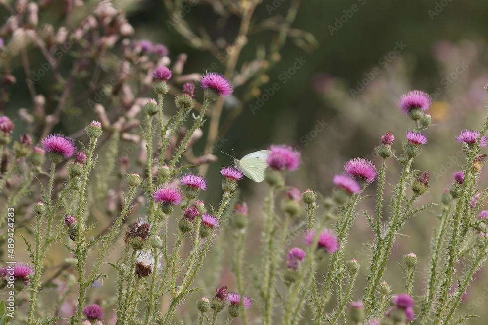 The butterfly insect feeds on nectar from a flower. The butterfly insect feeds on nectar from a flower.