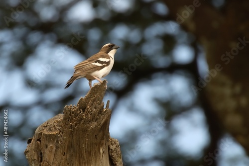 Ein Mahaliweber (Plocepasser mahali) auf einem Baumstumpf. photo