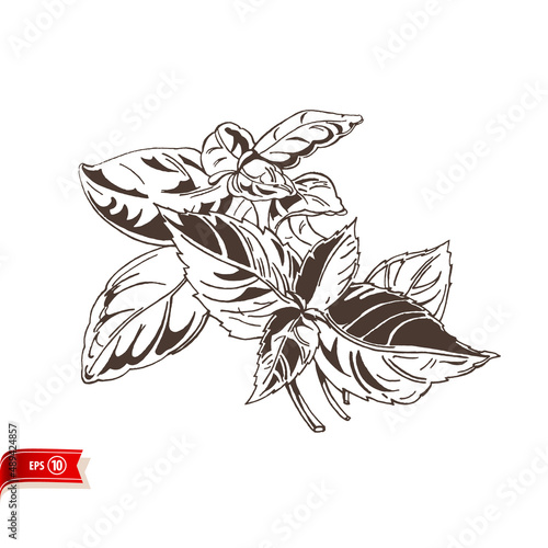 Hand drawn bunch of crisp basil leaves isolated on white background. Vector sketch for poster, web design, banner, card, flyer, icon, logo or badge.