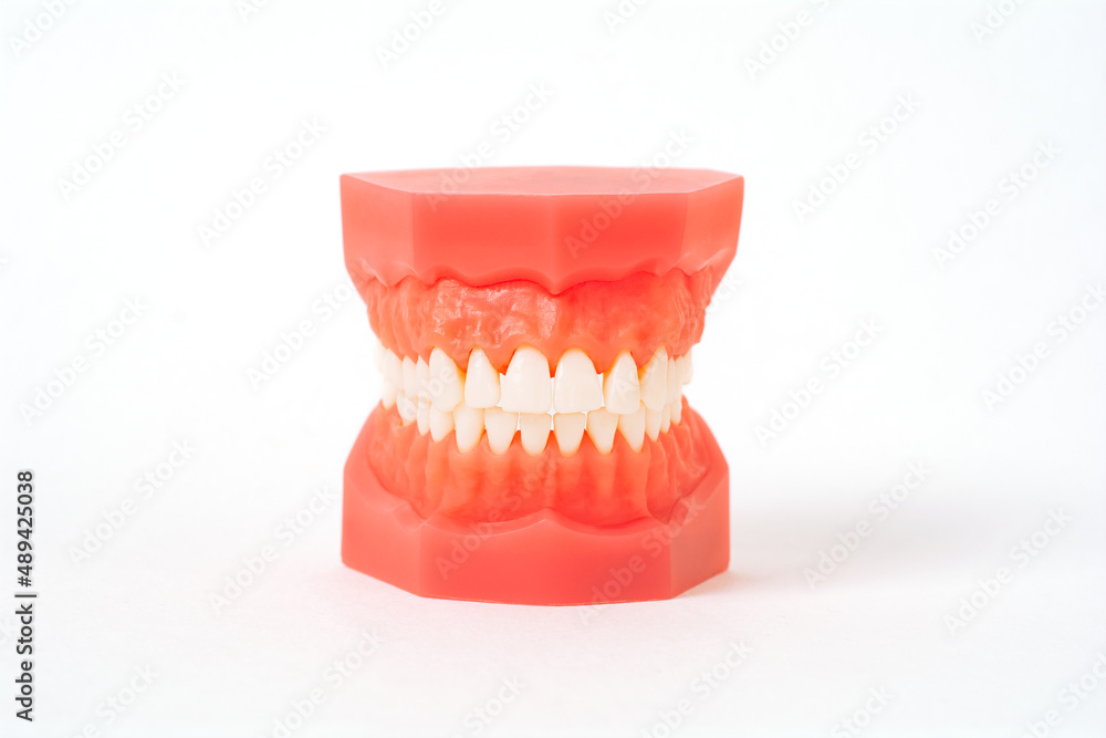 Closeup model with white teeth. Jaw in dentistry. Clean denture, model of the jaw. Dental, oral surgery, stomatology, orthodontist concept