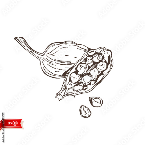 Hand drawn cardamom seed pods isolated on white background. Vector sketch for poster, web design, banner, card, flyer, icon, logo or badge.