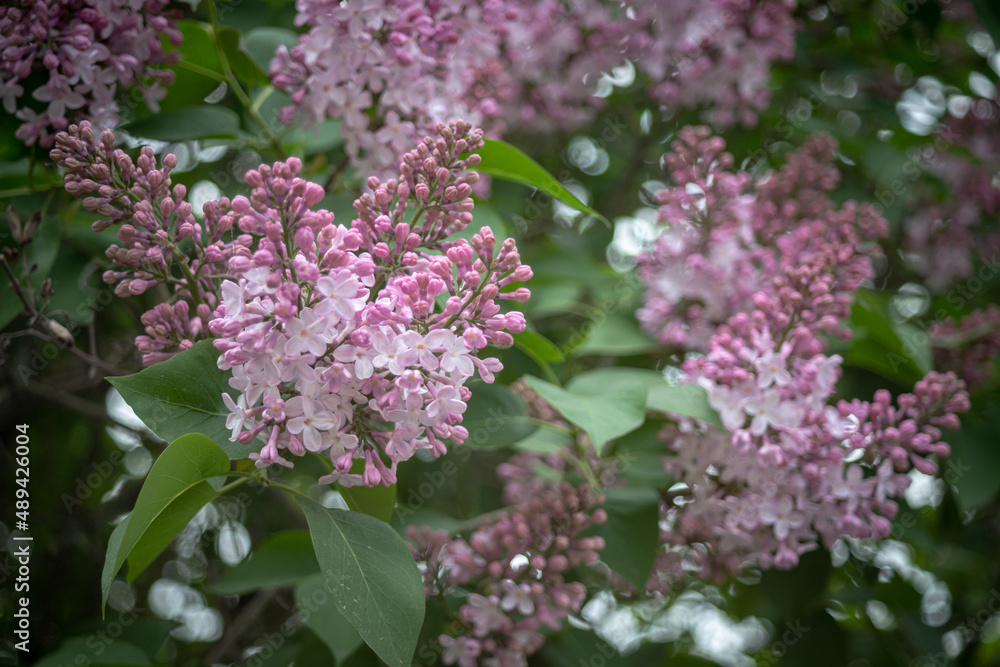 Big lilacs bush blooming in park after rain. Bright lilac branch bloom. Spring pink lilac flowers close-up on blurred background. Bouquet of purple flowers Big lilacs bush blooming in park after rain. Bright lilac branch bloom. Spring pink lilac flowers close-up on blurred background. Bouquet of purple flowers