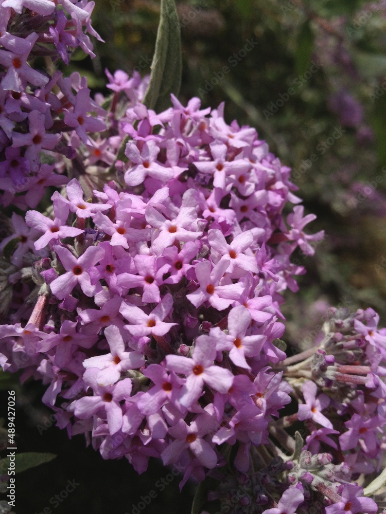 Butterfly bush butterfly shrub purple flowers close shot Butterfly bush butterfly shrub purple flowers close shot